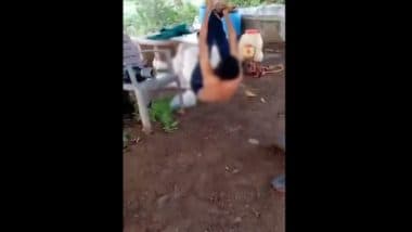 Maharashtra Shocker: Four Dalit Activists of Vanchit Bahujan Aghadi Stripped, Urinated Upon and Hung Upside Down From Tree in Ahmednagar on Suspicion of Goat and Pigeons Theft, Six Booked (Watch Disturbing Video)