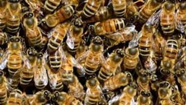 Bee Attack in Madhya Pradesh: Elderly Man Dies, Several Injured After Swarm of Bees Attacks Them in Sagar District