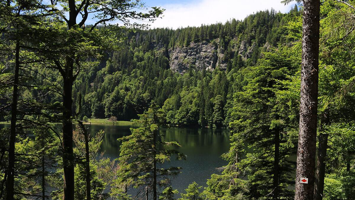 A mystical woodland region filled with dense pine forests, charming villages, and fairytale vibes. A mystical woodland region filled with dense pine forests, charming villages, and fairytale vibes.