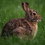 What Is a Rabbit’s Favourite Food? Find the Correct Answer To Unlock Today’s Google Search Googly