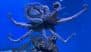 What’s the Colour of an Octopus’ Blood? Find the Correct Answer To Unlock Today’s Google Search Googly