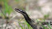 Balaghat: Venomous Snake Dies Within Minutes After Biting Man in Madhya Pradesh, Forest Officials Call It ‘Rarest of Rare’ Incident