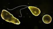 What Is Naegleria Fowleri? Texas Woman Dies From Brain-Eating Amoeba After Using Tap Water for Sinus Rinse