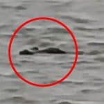 Crocodile Attack in Gonda: UP Boy Bathing Buffalo in Ghaghra River Taken by Crocodile, Chilling Video Goes Viral